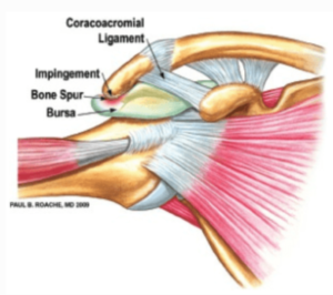The Shoulder Socket and Rotator Cuff